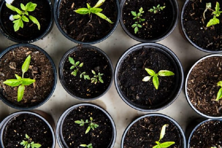 Vegetable Seeds: Guidelines for More Efficient Cultivation